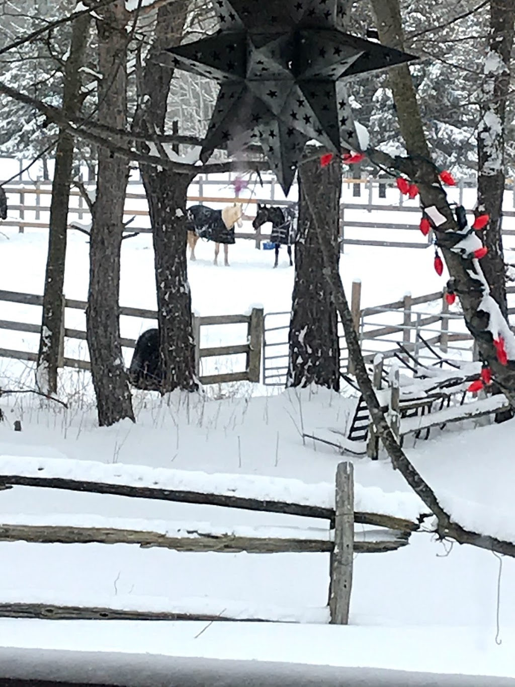 Railside Stables | Minesing, ON L0L 1Y3, Canada | Phone: (705) 715-7686