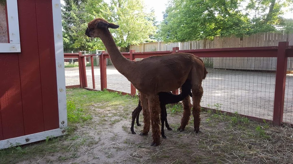 South West Alpacas | 24 King St N, Scotland, ON N0E 1R0, Canada | Phone: (888) 830-8688