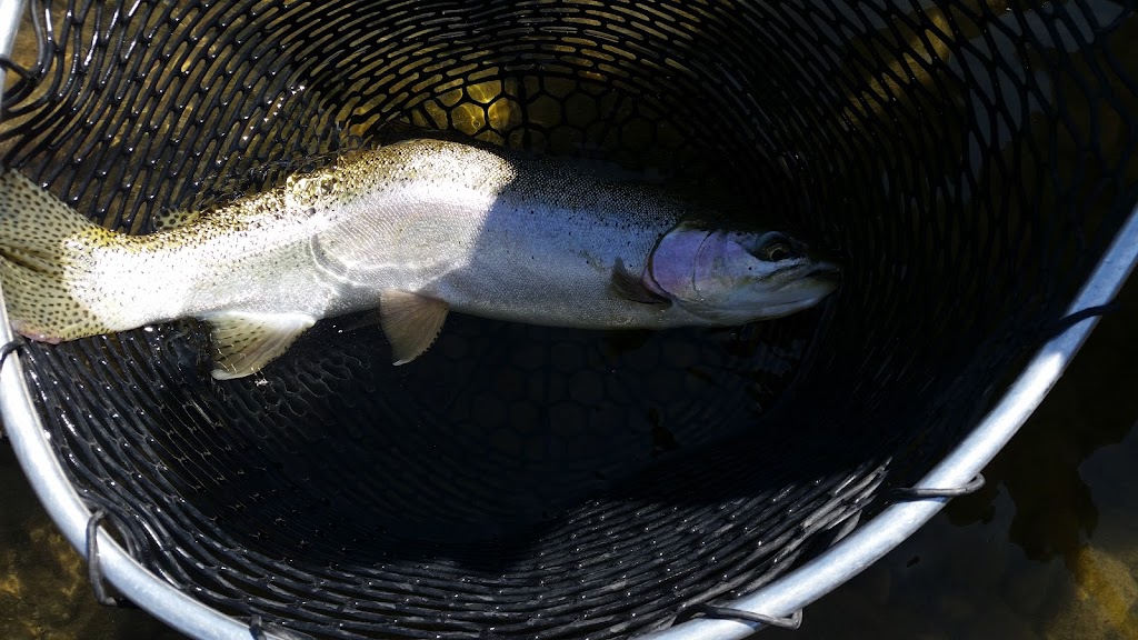 Bow River Hookers Fly Fishing Adventures | 126 Bridlecreek Terrace SW, Calgary, AB T2Y 3N8, Canada | Phone: (866) 974-8522