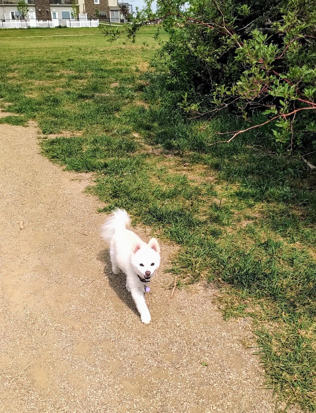 Richardson Dog Park | Richardson Rd, Saskatoon, SK S7L 4E1, Canada