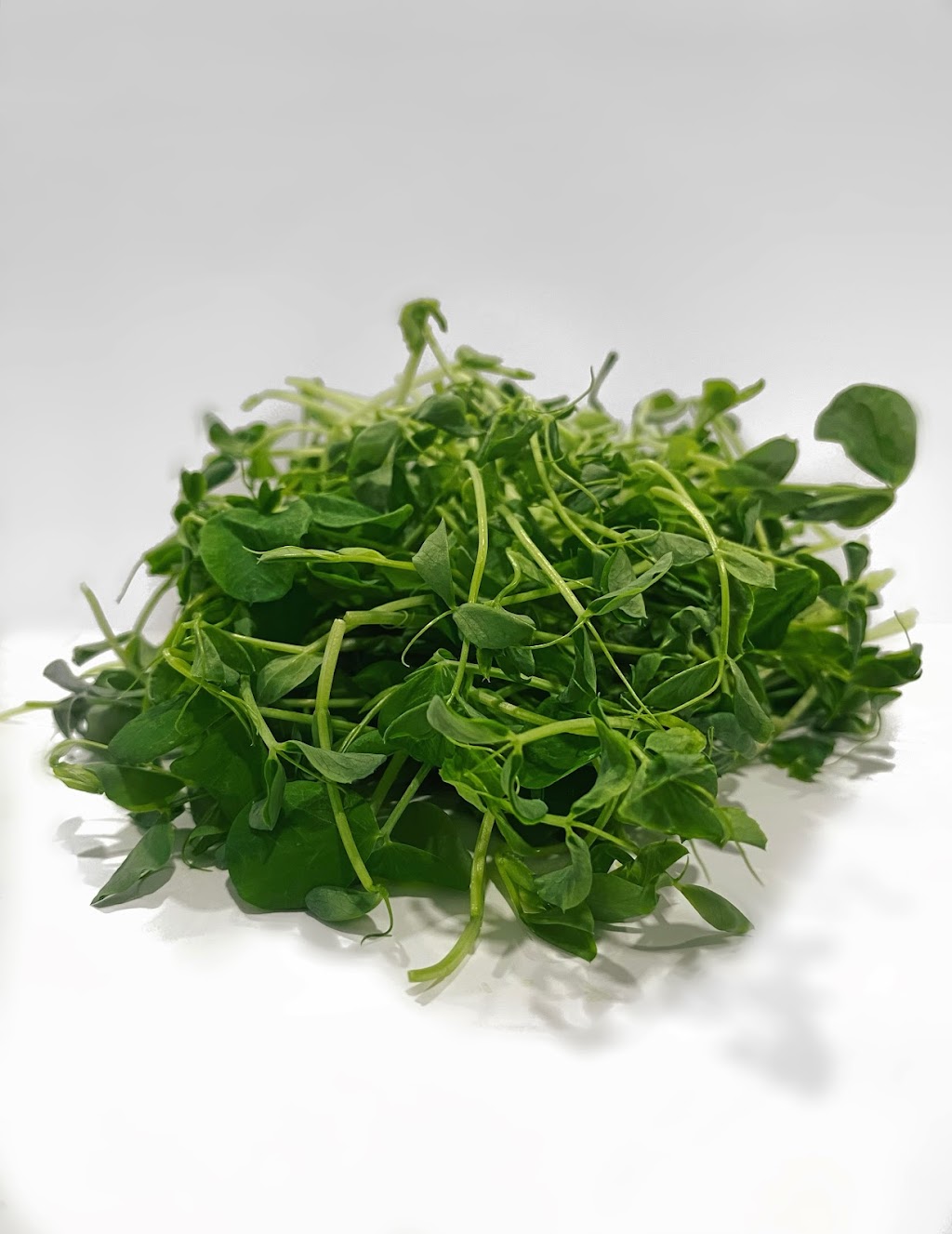 Seriously Green Farms | 2 glen ave, St. Catharines, ON L2S 1L1, Canada | Phone: (416) 807-8377