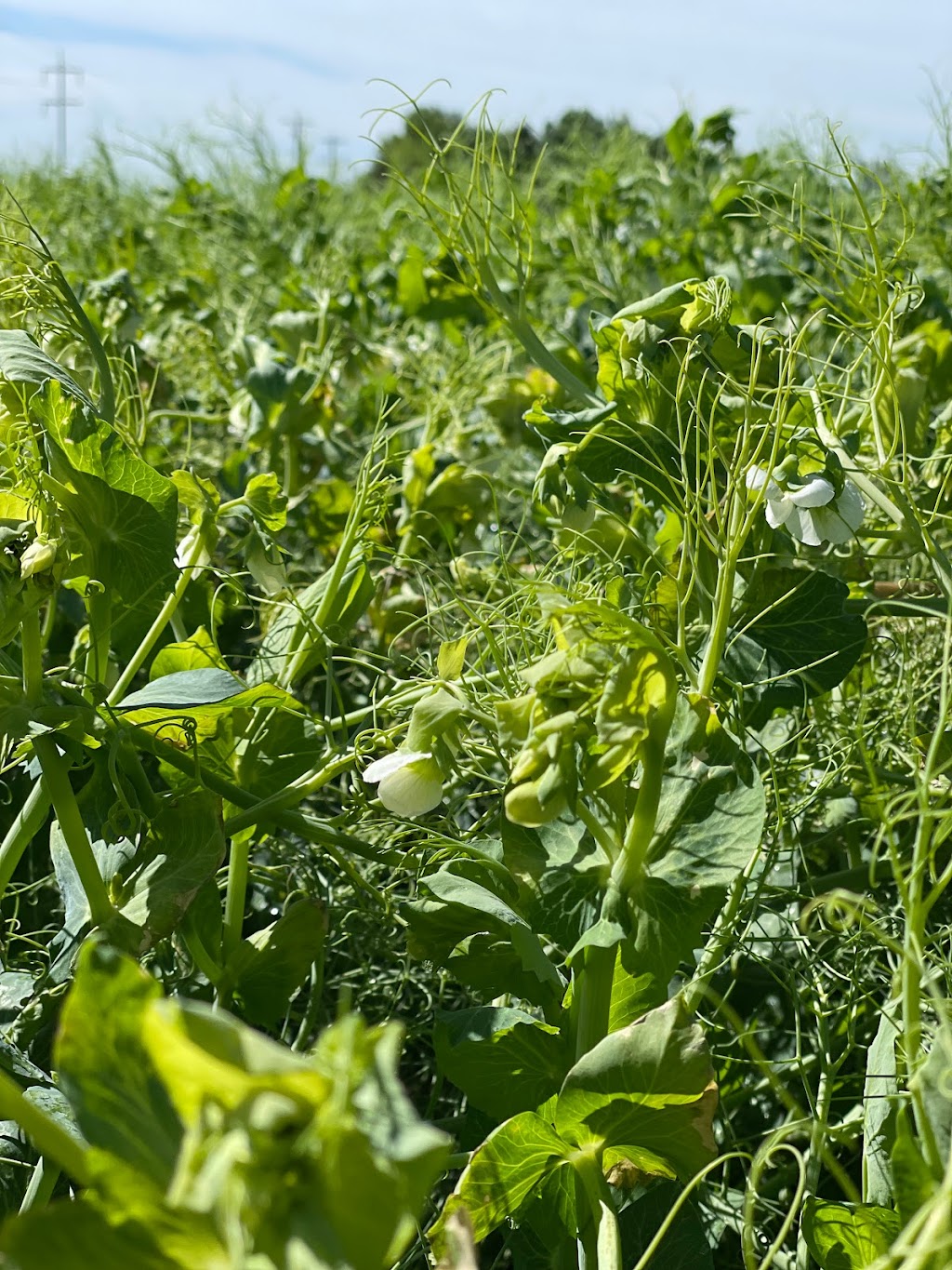 K3 Seeds | 110021, Range Road 20-3, Picture Butte, AB T0K 1V0, Canada | Phone: (403) 738-4517