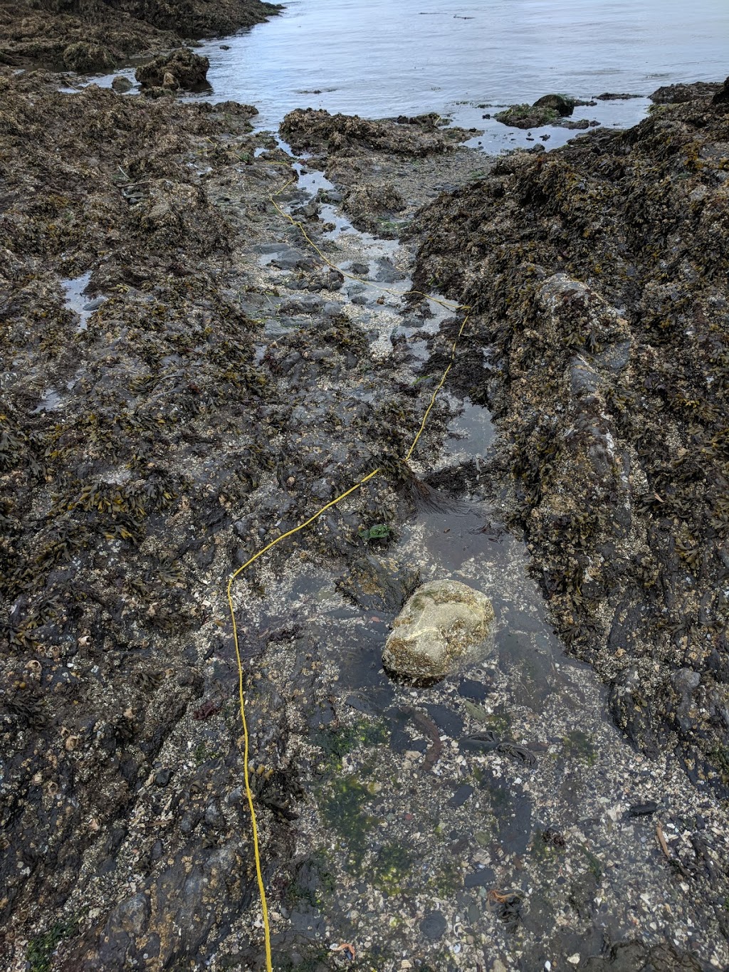 Tidal Pools | Rosario Beach, WA, USA