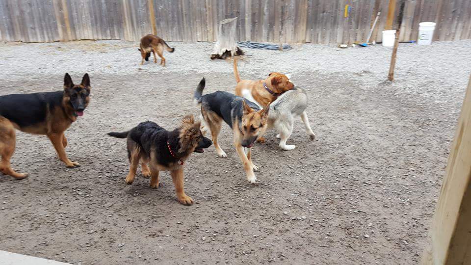Jodis Bark And Play Inc | 2952 Thompson Rd, Smithville, ON L0R 2A0, Canada | Phone: (905) 957-0999