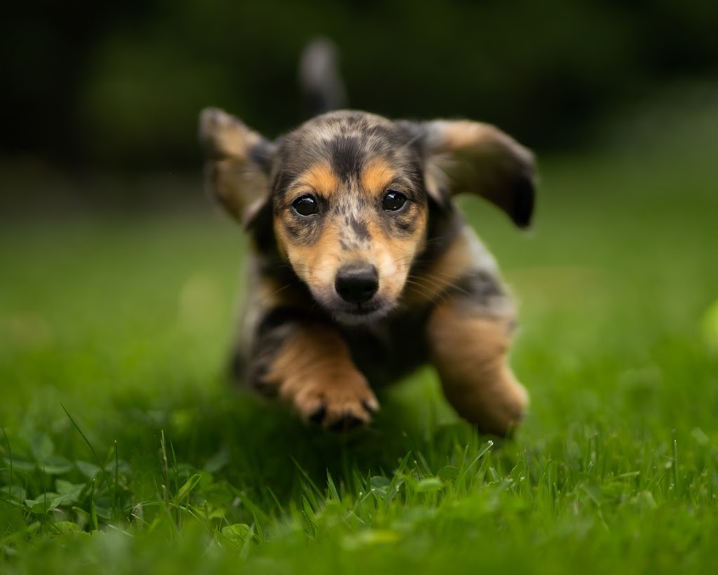 Lively Photography | Erb St. W, Waterloo, ON N2L 1W5, Canada | Phone: (647) 793-9883