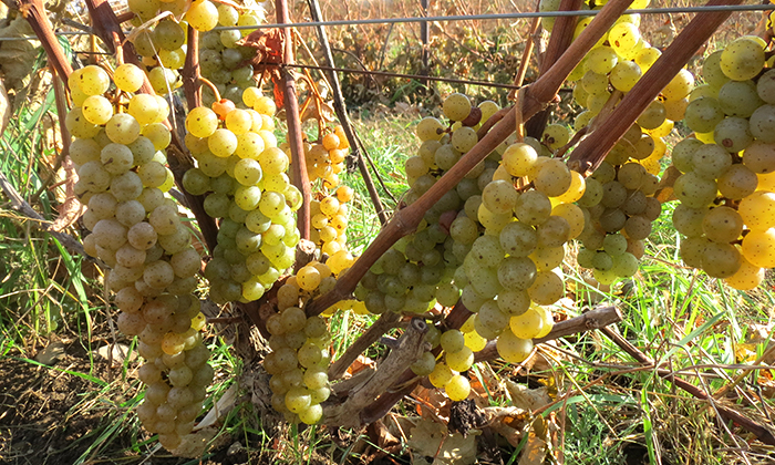 Mission Vineyard | 1044 Boulevard Pierre-Laporte, Brigham, QC J2K 4R3, Canada | Phone: (450) 263-1524