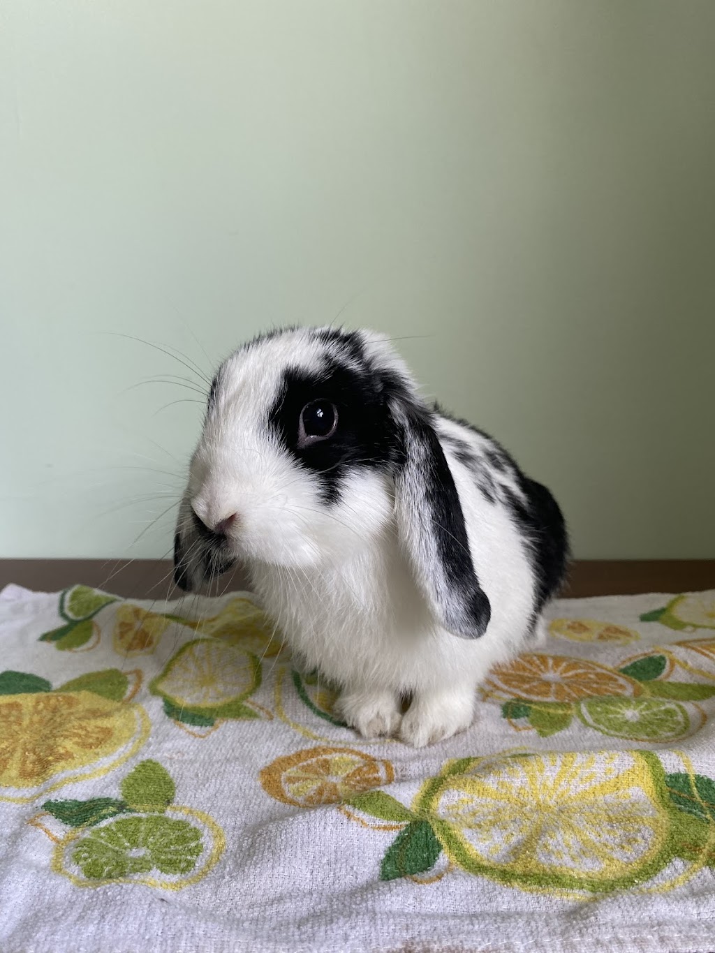 Funny Bunny Services | 10 Tansley Ave, Toronto, ON M1J 1P3, Canada | Phone: (647) 524-4535