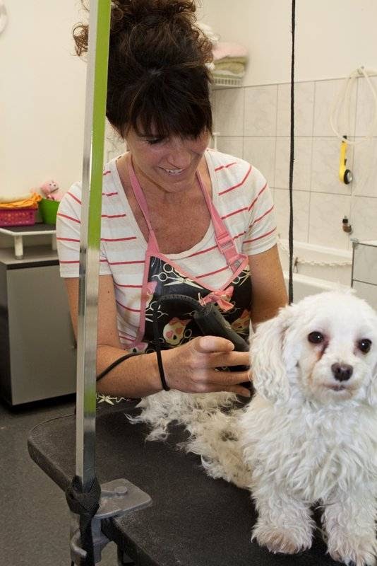 Puppy Angel | 1 Boulevard de Sardaigne, Candiac, QC J5R 0A1, Canada | Phone: (450) 444-4441