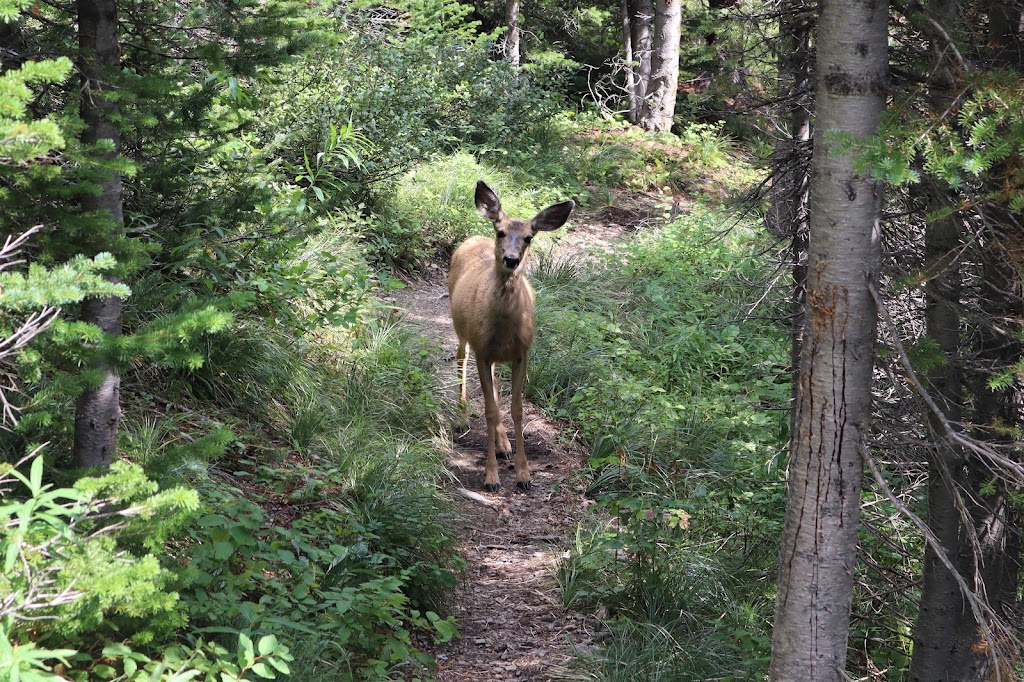 Lineham Falls Trailhead | Lineham Creek, Waterton Park, AB T0K 2M0, Canada | Phone: (403) 859-5133