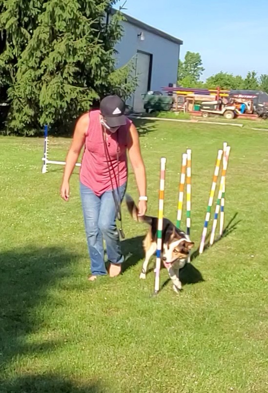 ClassPup Animal Training and Behaviour | 7971 Collison Side Rd, Harrow, ON N0R 1G0, Canada | Phone: (519) 736-4221