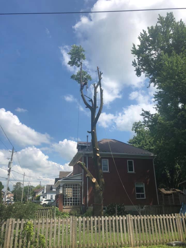Remers Tree Service | 43889 Hullett McKillop Rd, Walton, ON N0K 1Z0, Canada | Phone: (519) 949-0407