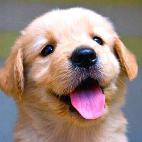 No.1 Dog Walking & Pet Sitting Services | 12 Conifer Crescent, London, ON N6K 2V2, Canada | Phone: (519) 495-2646