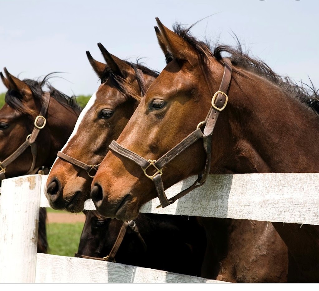 Affordable horse boarding | 10207 Guelph Line, Campbellville, ON L0P 1B0, Canada | Phone: (647) 675-5348