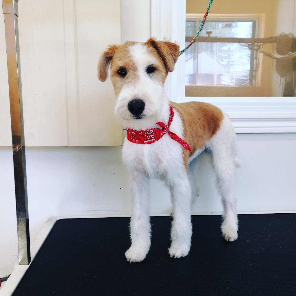 Toilettage canin, félin Véronique et Jennifer | 365 Bd Adolphe-Chapleau, Bois-des-Filion, QC J6Z 1H1, Canada | Phone: (450) 951-2455