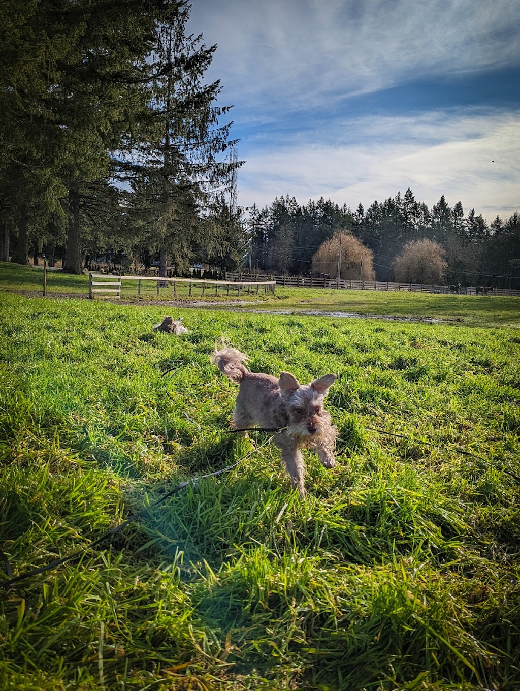 Terra Nova Canines | 23861 8 Ave, Langley, BC V2Z 2X8, Canada | Phone: (778) 549-7939