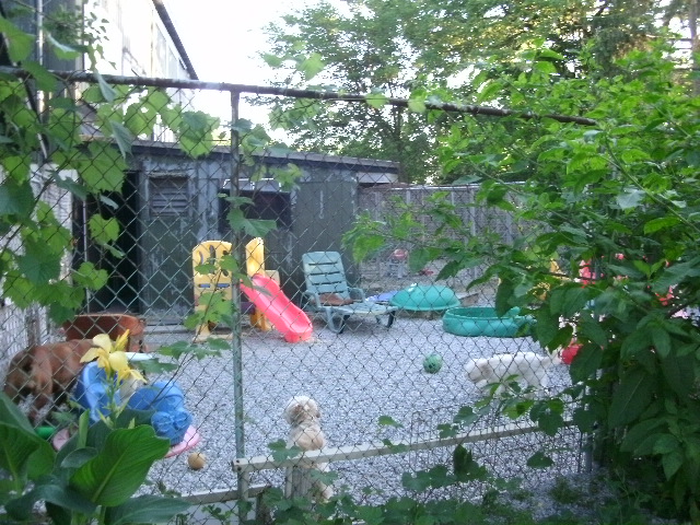 Ridgeway Boarding Kennels | 1340 Ridge Rd N, Ridgeway, ON L0S 1N0, Canada | Phone: (905) 894-6239