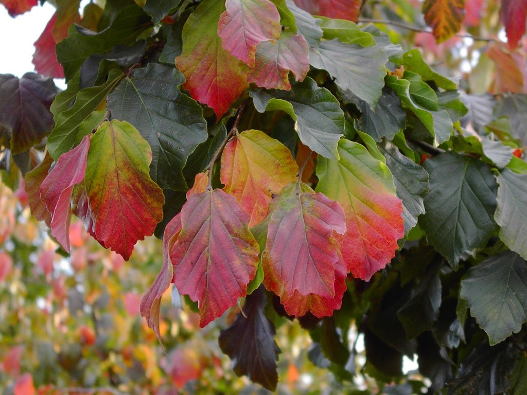 Specimen Trees Wholesale Nurseries Ltd | 18598 Advent Rd, Pitt Meadows, BC V3Y 2G8, Canada | Phone: (604) 465-7122
