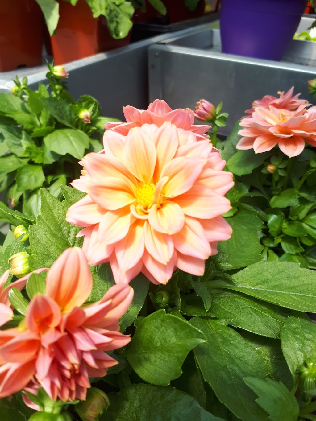 Lowland Gardens | 8844 Nova Scotia Trunk 2, Great Village, NS B0M 1L0, Canada | Phone: (902) 668-2309