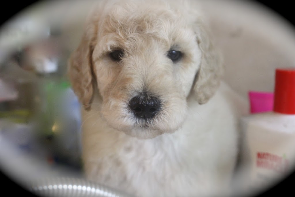 Elevage Harahel Goldendoodle | 292 Route 122, Saint-Guillaume, QC J0C 1L0, Canada | Phone: (819) 473-1972