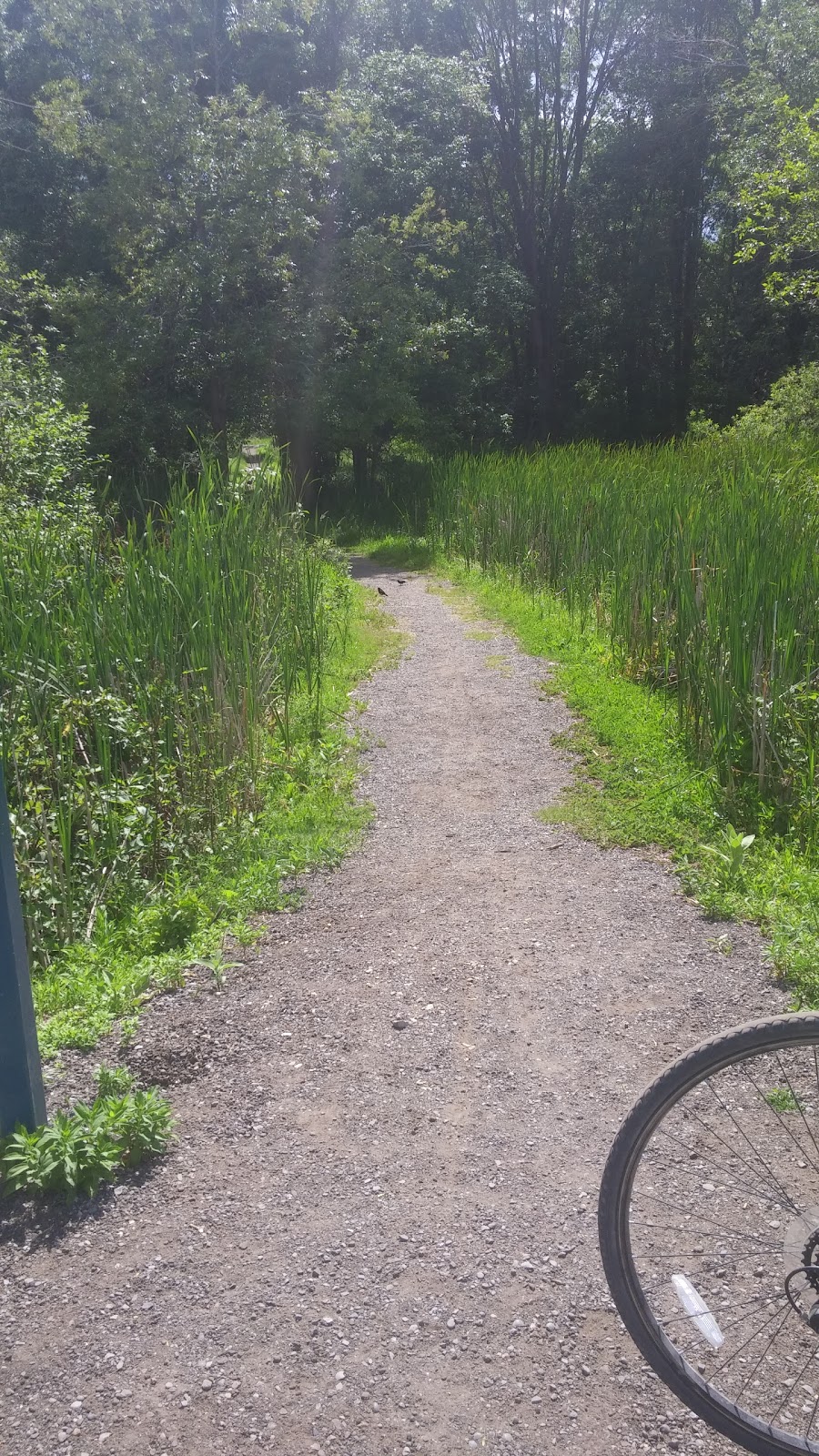 Lynde Shores Conservation Area | 1285 Victoria St W, Whitby, ON L1P 2B3, Canada | Phone: (905) 579-0411