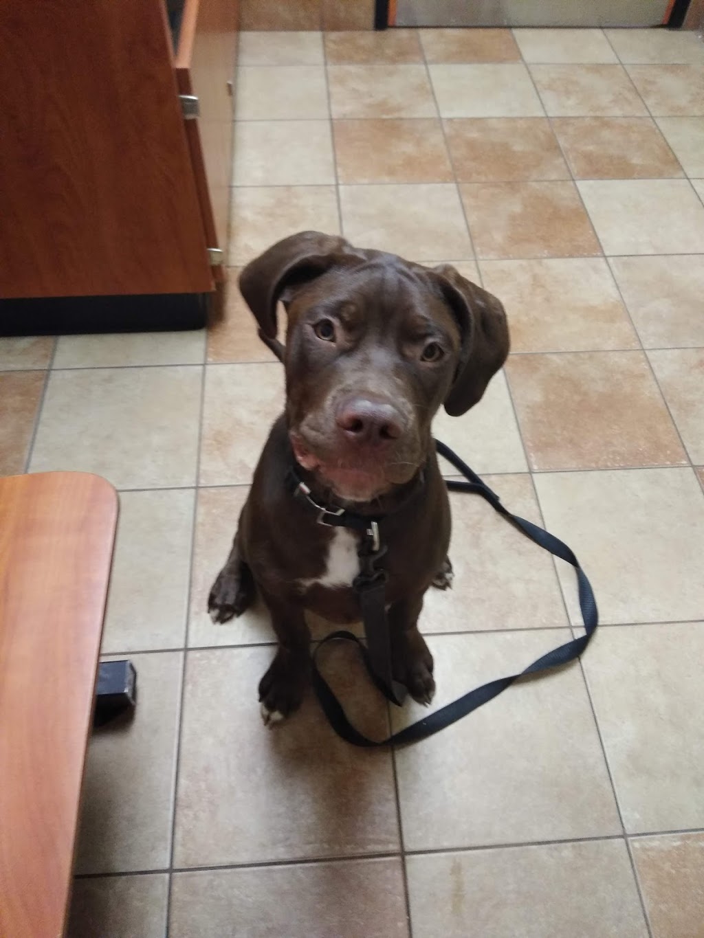 Banfield Pet Hospital | 1581 Niagara Falls Blvd Suite 100, Amherst, NY 14228, USA | Phone: (716) 834-1186