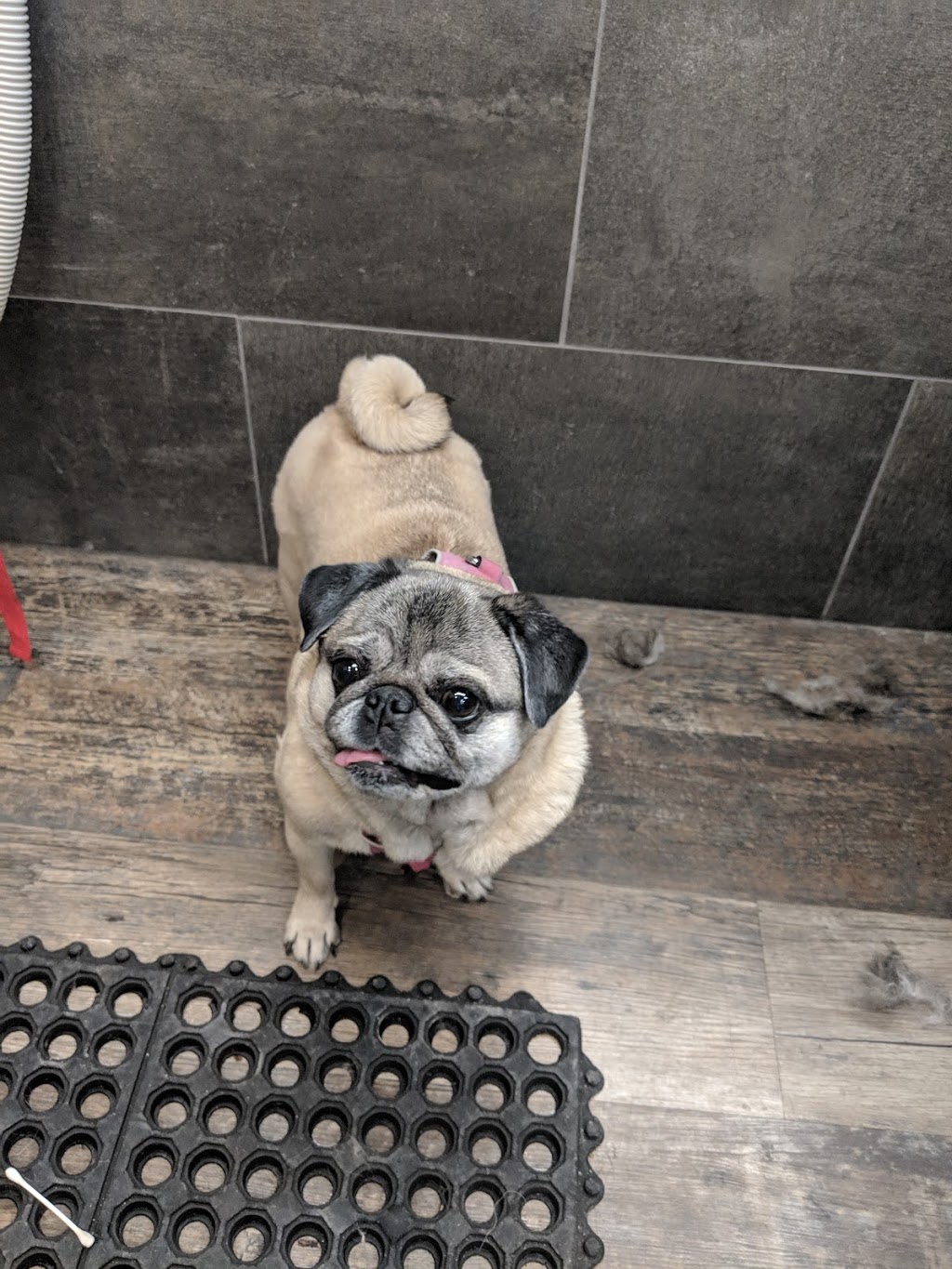 Pet Valu | 1250 Main Street North, Stittsville, ON K2S 1S9, Canada | Phone: (613) 836-6663