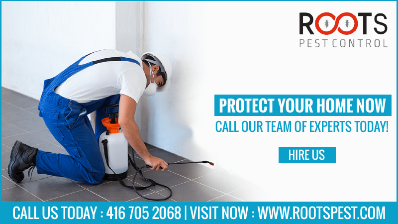 Roots Pest Control | postal code, 475 Bramalea Rd Unit #183, Brampton, ON L6T 2X3, Canada | Phone: (416) 705-2068