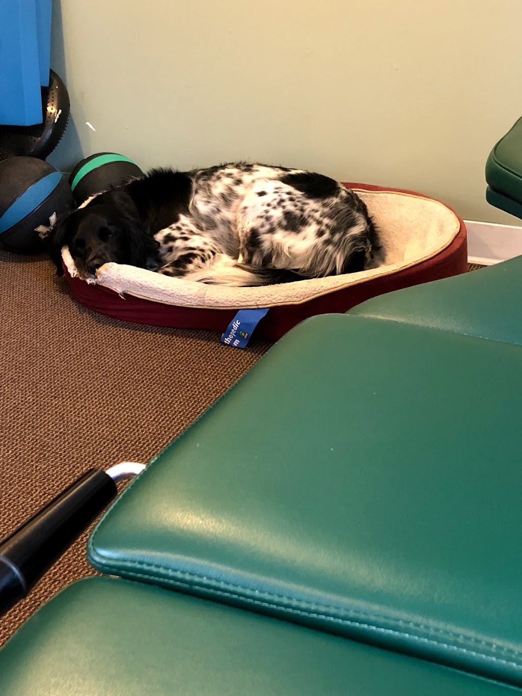 Advanced Sports Chiropractic: Curtis Bob DC | 2101 Cornwall Ave, Bellingham, WA 98225, USA | Phone: (360) 647-1900