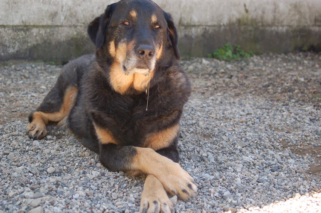Paws for Play Kennel and Daycare Ltd. | 60 BC-97B, Salmon Arm, BC V1E 1X5, Canada | Phone: (250) 832-4531