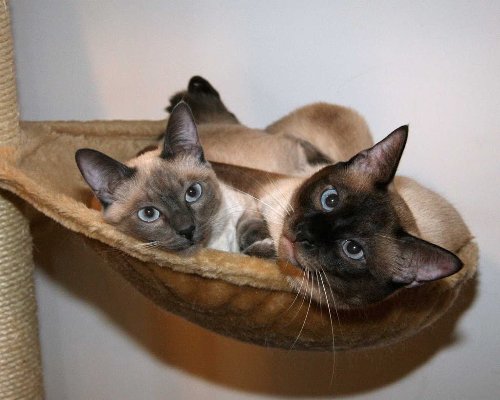 Larami Cattery | 11361 Maple Crescent, Maple Ridge, BC V2X 1R2, Canada | Phone: (604) 459-9954