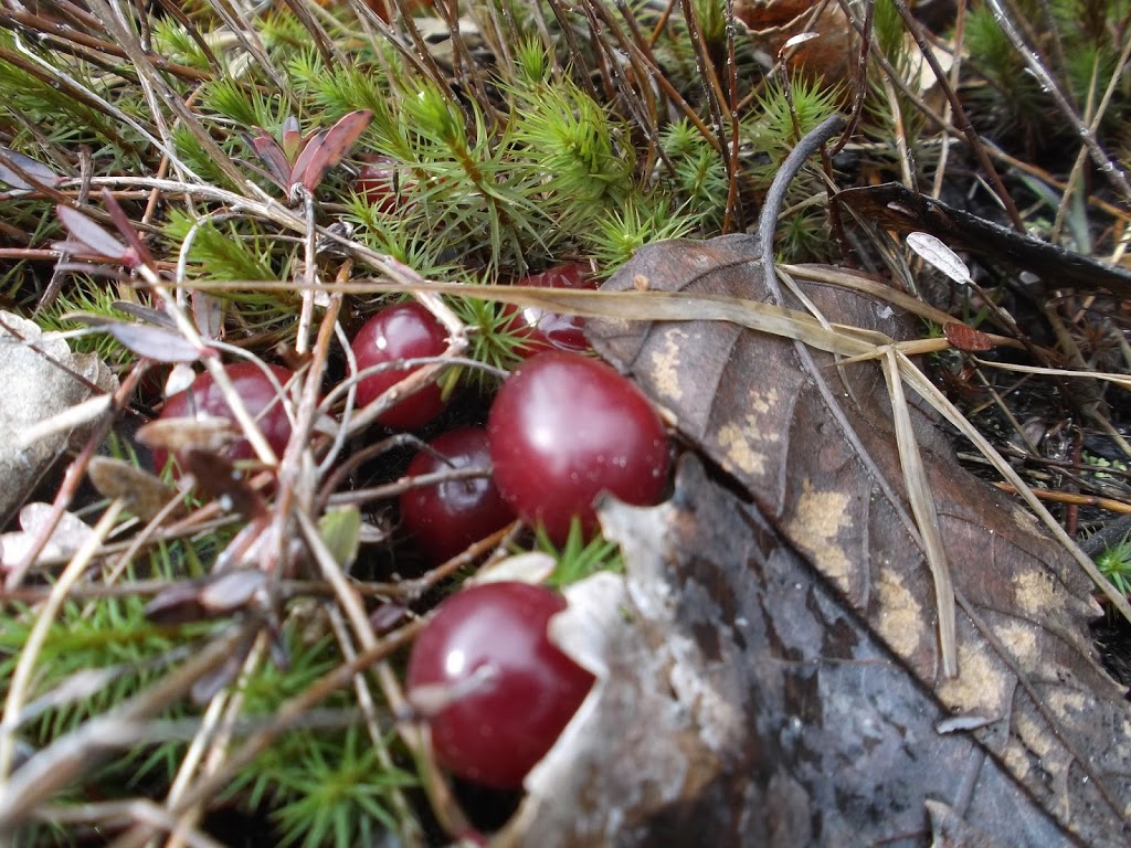 Environmental Health Consulting Inc. | Cranberry Camp, #400, ON-529, Pointe au Baril, ON P0G 1K0, Canada | Phone: (705) 366-2148