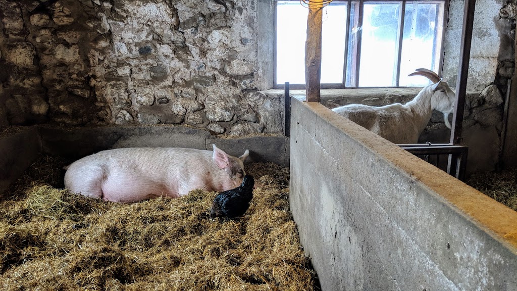 Cedar Row Farm Sanctuary | 157017 Zorra Line 15, Lakeside, ON N0M 2G0, Canada | Phone: (519) 274-9917