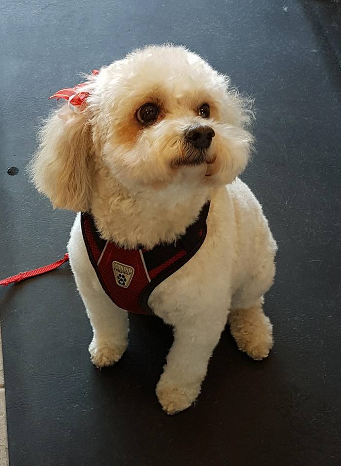 Bubbles & Whiskers Grooming Salon | 789 Taunton Rd E, Oshawa, ON L1H 7K5, Canada | Phone: (905) 725-0789