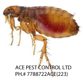 Ace Pest Control Ltd | 17800 59A Ave, Surrey, BC V3S 1R1, Canada | Phone: (778) 872-2223
