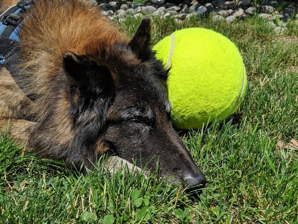 Coastal Rivers Pet Hospital | 1993 Riverside Rd, Abbotsford, BC V2S 4J8, Canada | Phone: (604) 425-1900