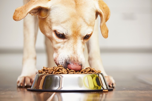 Big Bay Animal Hospital | 350 Big Bay Point Rd, Barrie, ON L4N 8A8, Canada | Phone: (705) 735-1414