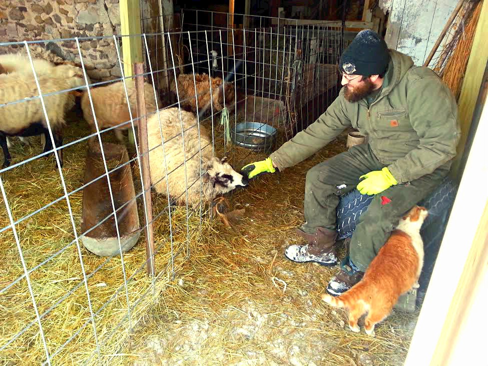 Mc-Bs Hoof and Feather Farm | 7764 Ridge Rd, Gasport, NY 14067, USA | Phone: (716) 531-5192