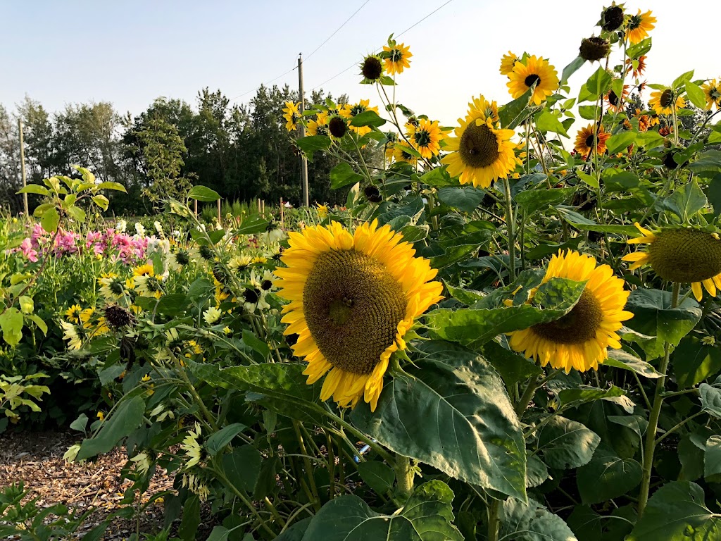 Good Land Farms | Township Rd 522, Alberta T7Y 2R4, Canada | Phone: (780) 292-5290