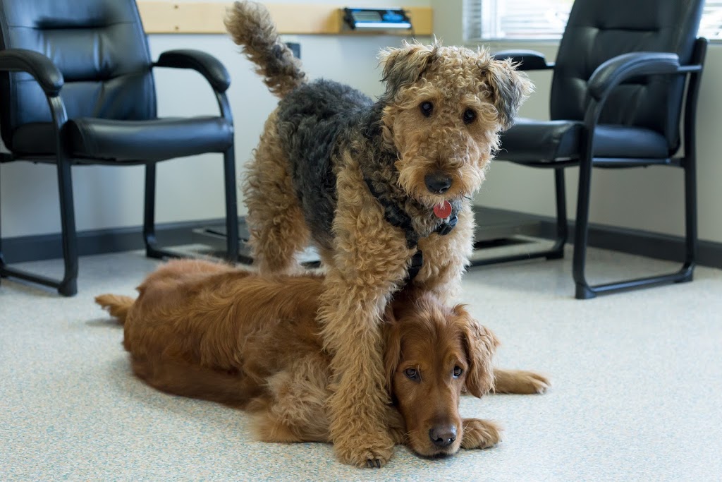 Madeira Park Veterinary Hospital Ltd | 12890 Madeira Park Rd, Madeira Park, BC V0N 2H0, Canada | Phone: (604) 883-2488
