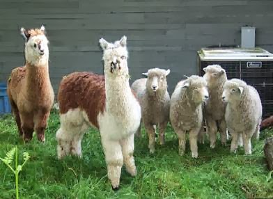 Alpaca Farm BC | 3450 Kingburne Dr, Cobble Hill, BC V0R 1L0, Canada | Phone: (250) 743-7177