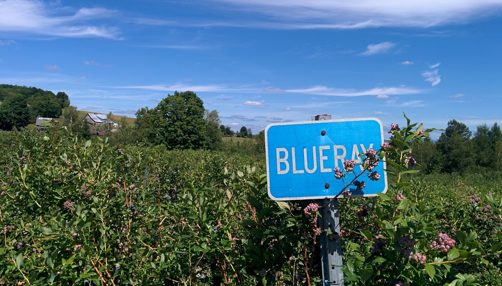 Blueberry Hill | 2259 Chemin Beattie, Dunham, QC J0E 1M0, Canada | Phone: (450) 295-2417