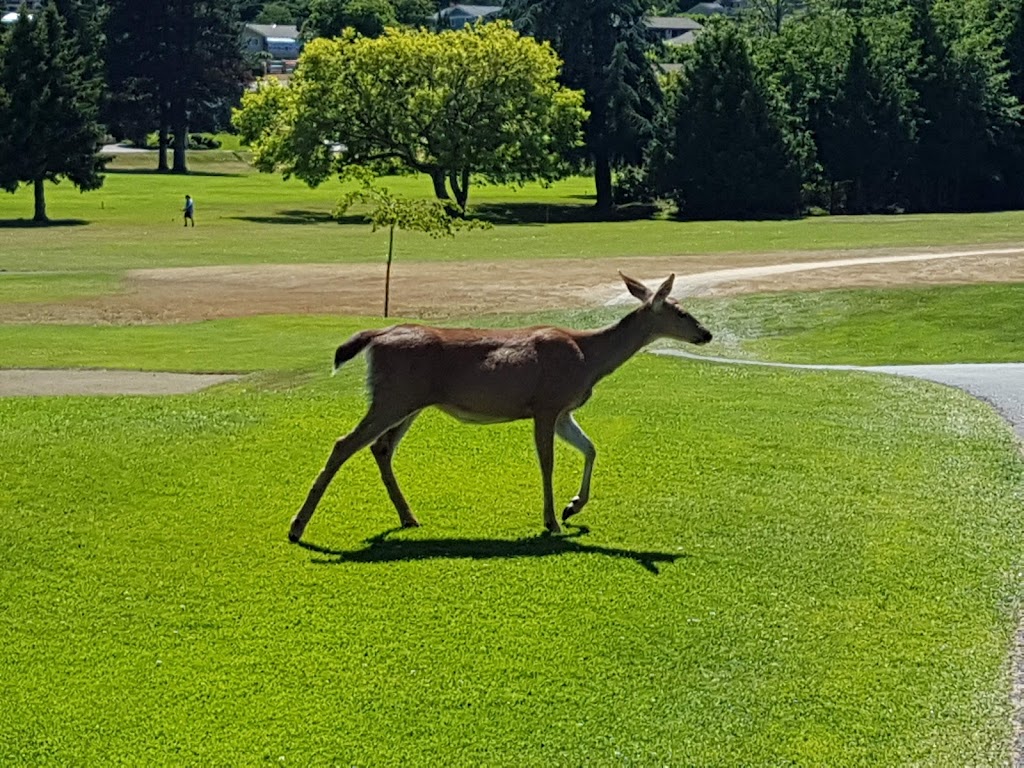 Qualicum Beach Memorial Golf Course | 469 Memorial Ave, Qualicum Beach, BC V9K 1G8, Canada | Phone: (250) 752-6312