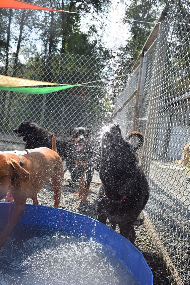 Animal Magic Pet Resort & Spa | 1004 Bellevue Rd, Parksville, BC V9P 2C2, Canada | Phone: (250) 248-8700
