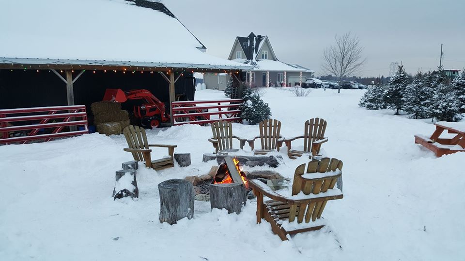 MacGowans Christmas Tree Farm | 4611 Mohrs Rd, Kinburn, ON K0A 2H0, Canada | Phone: (613) 862-6835
