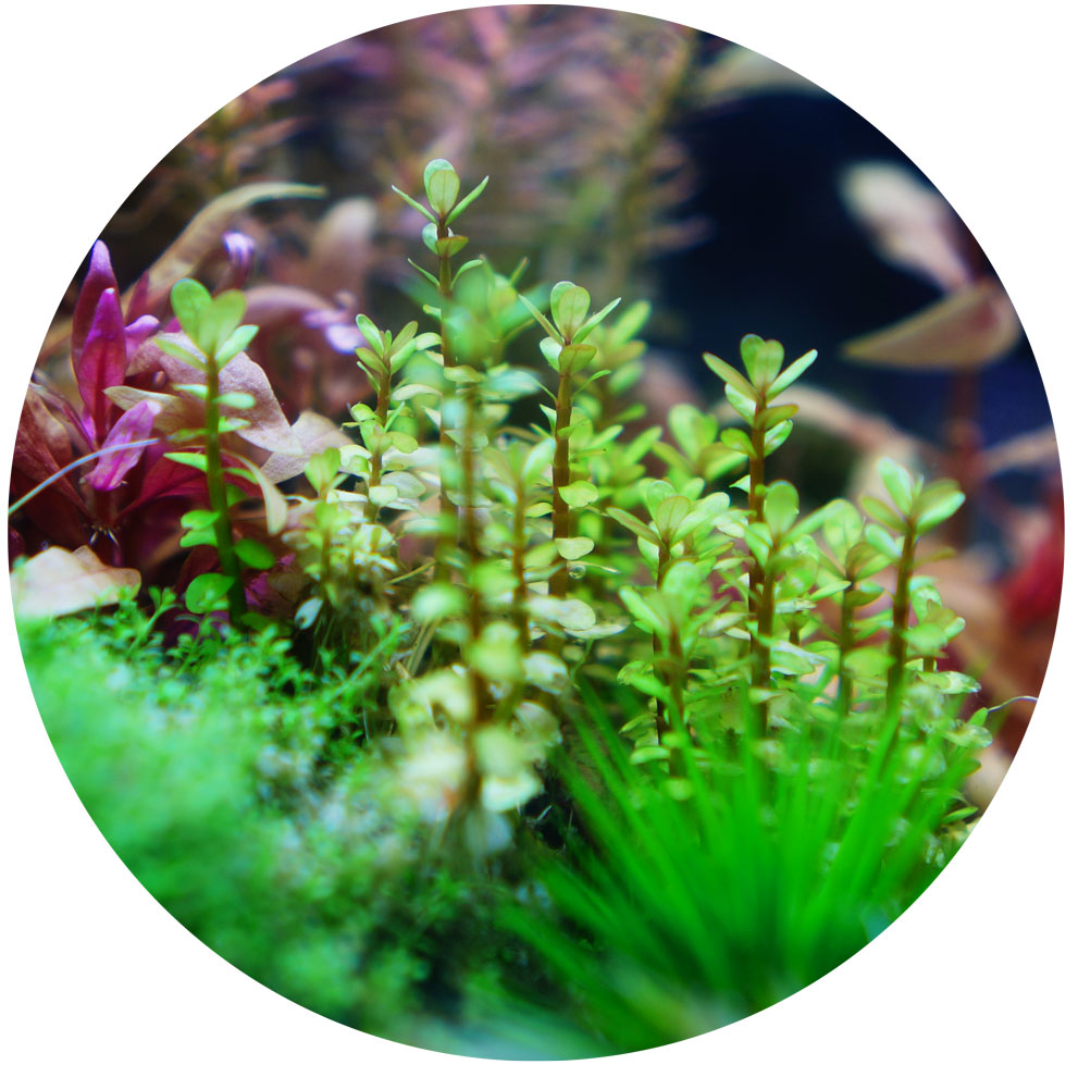 ABC Plants (Aquatic Botany Canada) | Must call in advance for any pickups, 2000 Rue Notre-Dame Est #517, Montréal, QC H2K 2N3, Canada | Phone: (866) 931-8454