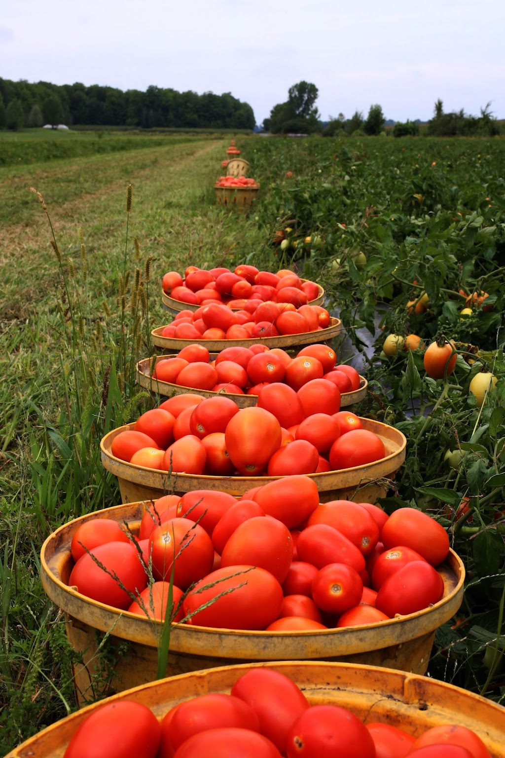 Beauregard autocueillette | 1340 Chem. des Carrières, Sainte-Madeleine, QC J0H 1S0, Canada | Phone: (450) 467-3000