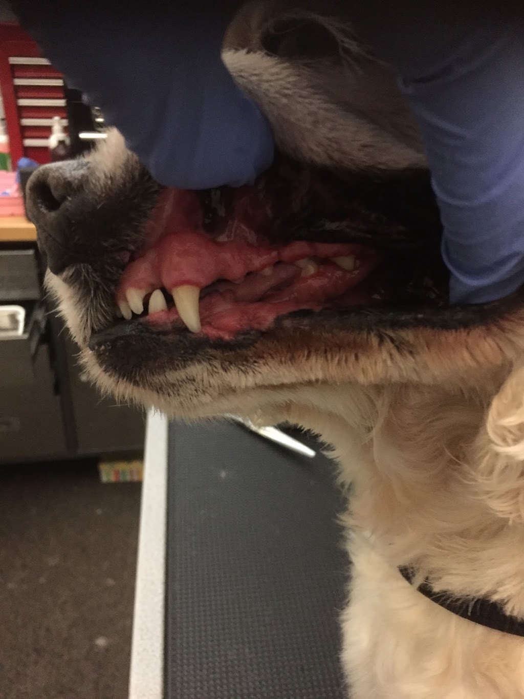 Cosmetic teeth cleaning for dogs | 1014 Merivale Rd, Ottawa, ON K1Z 6A5, Canada | Phone: (613) 930-2229