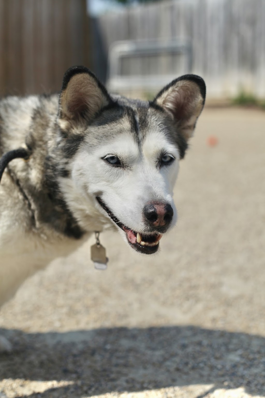 Central Bark Inc | 2820 Sperring Ave, East Saint Paul, MB R2E 1A4, Canada | Phone: (204) 668-8055