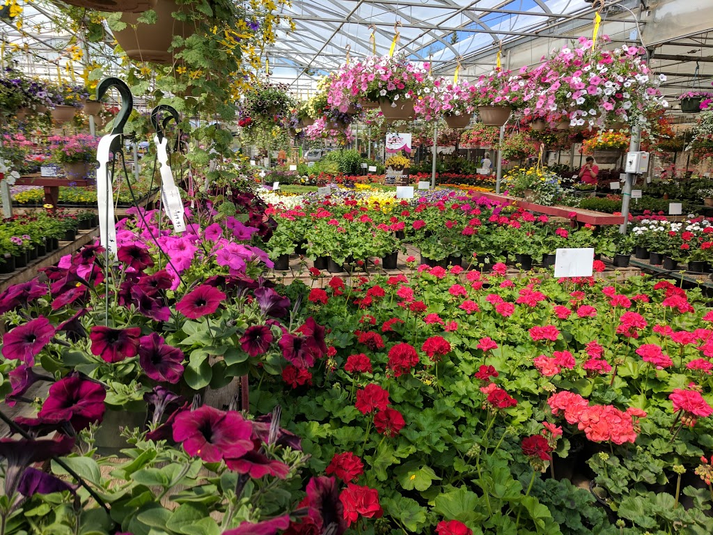 South Cooking Lake Greenhouses | 22324 Hwy 14, Sherwood Park, AB T8C 1H4, Canada | Phone: (780) 922-6765