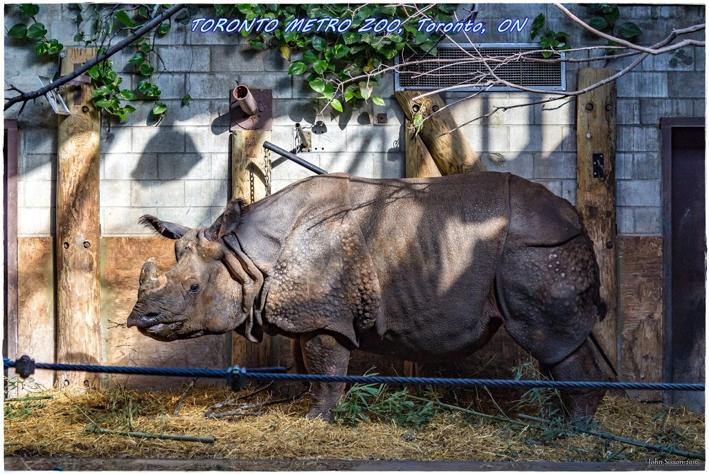 Indian Rhinoceros Pavilion | 2000 Meadowvale Rd, Scarborough, ON M1B 5K7, Canada | Phone: (416) 392-5929